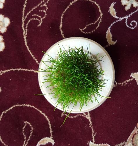 عکس سبزه عید از بالا