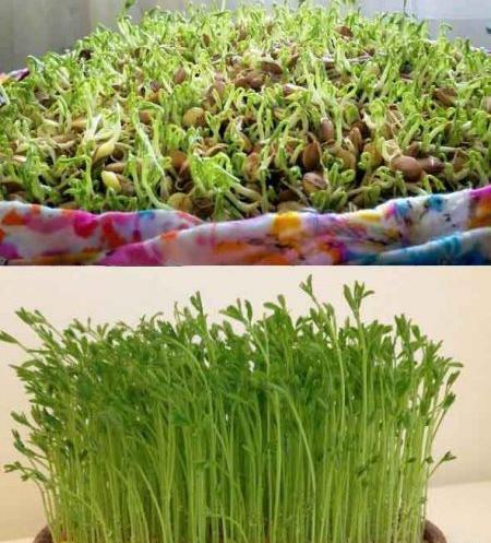 عکس سبزه عید از بالا