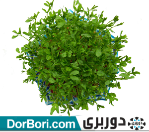عکس سبزه عید از بالا
