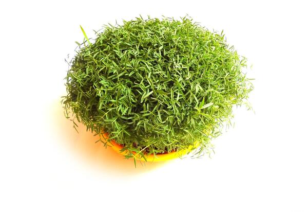 عکس سبزه عید از بالا