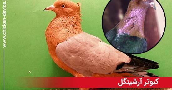 عکس های کفتر افغانستان