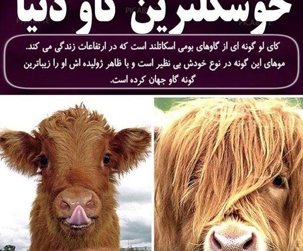 عکس جالب گاو