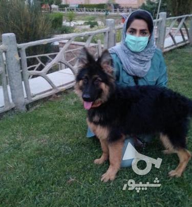 عکس سگ ژرمن در کرمان