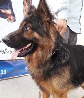عکس سگ ژرمن در کرمان