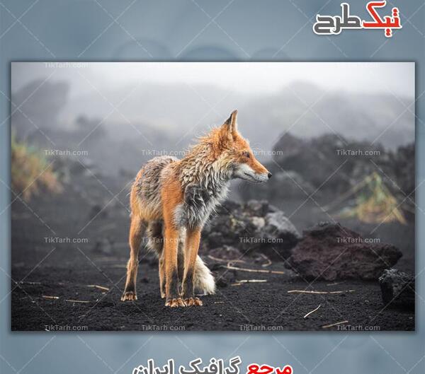 عکس روباه گرافیکی