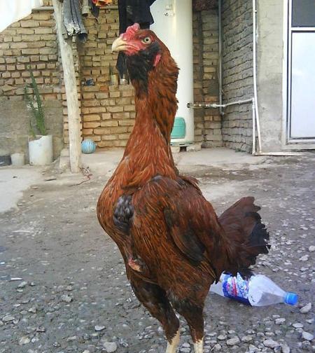 عکس لاری ریش