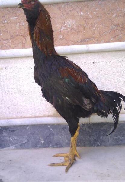عکس لاری ریش