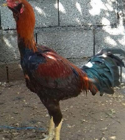 عکس لاری ریش