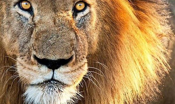 عکس شیر وحشی ترسناک