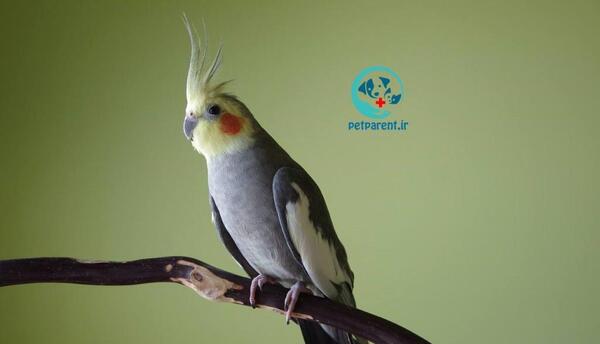 عکس عروس هلندی حامله
