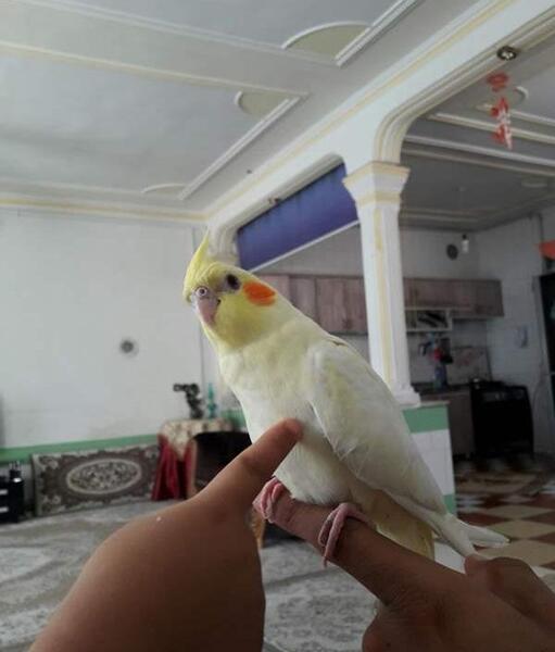 عکس عروس هلندی حامله
