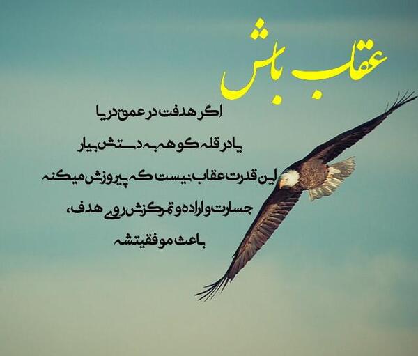 عکس یک عقاب همیشه تنهاست