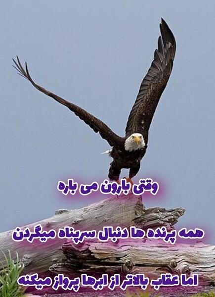 عکس یک عقاب همیشه تنهاست
