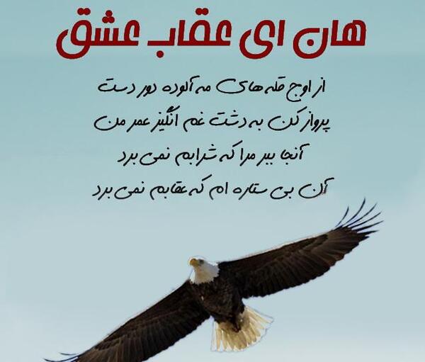 عکس یک عقاب همیشه تنهاست