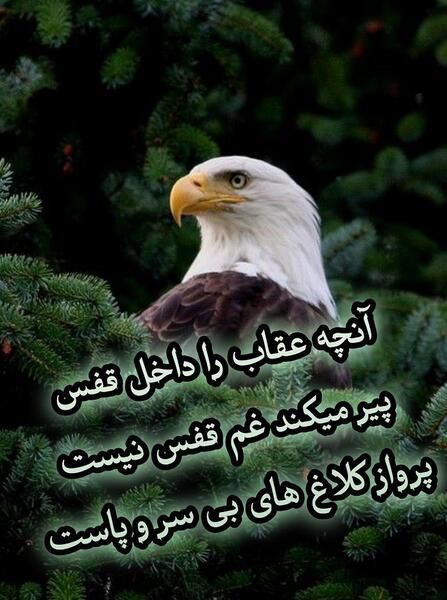 عکس یک عقاب همیشه تنهاست