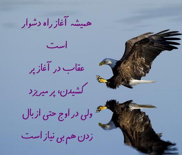 عکس یک عقاب همیشه تنهاست