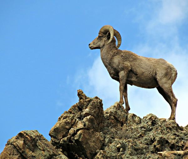 عکس قوچ کوهی
