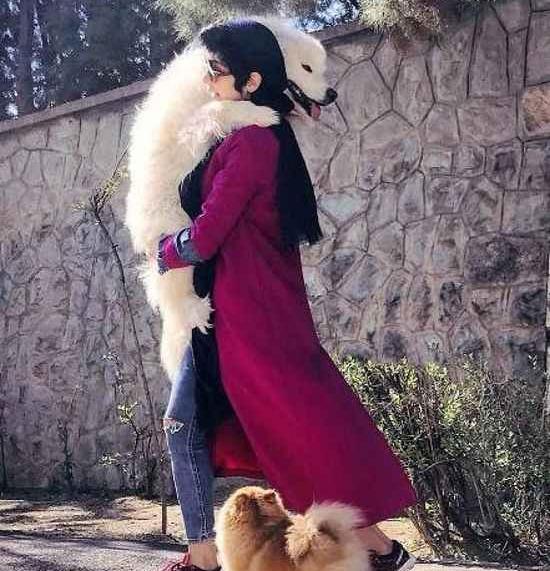عکس سگ غول آسا