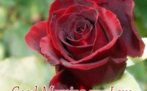 عکس گل صبح بخیر عاشقانه