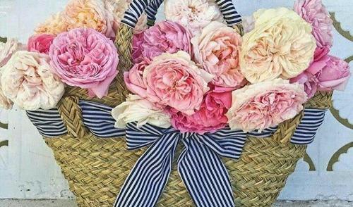 عکس گل صبح بخیر عاشقانه
