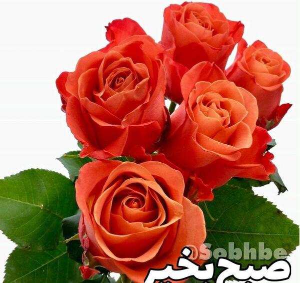 عکس گل صبح بخیر عاشقانه
