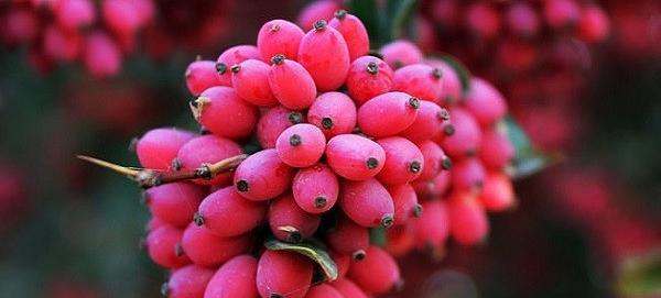 عکس زرشک برنج