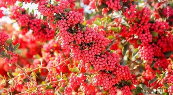 عکس زرشک برای پروفایل
