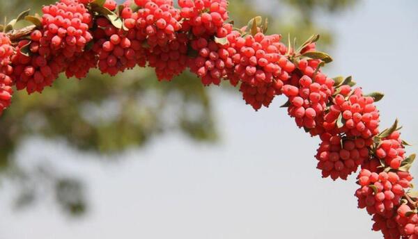 عکس زرشک برای پروفایل