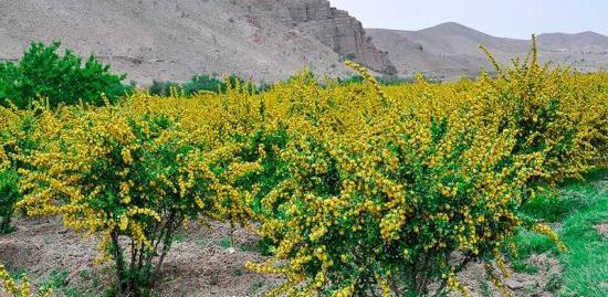 عکس زرشک برای پروفایل