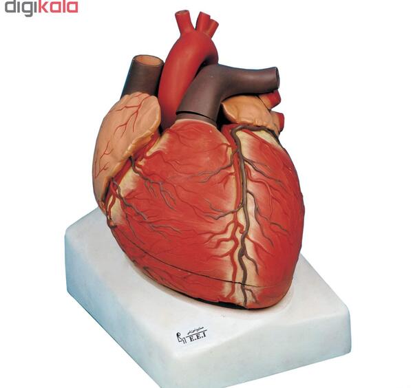 عکس رنگی از قلب انسان