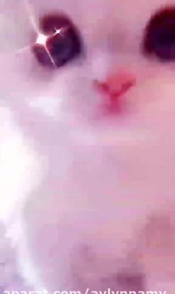 عکس گربه گرانج