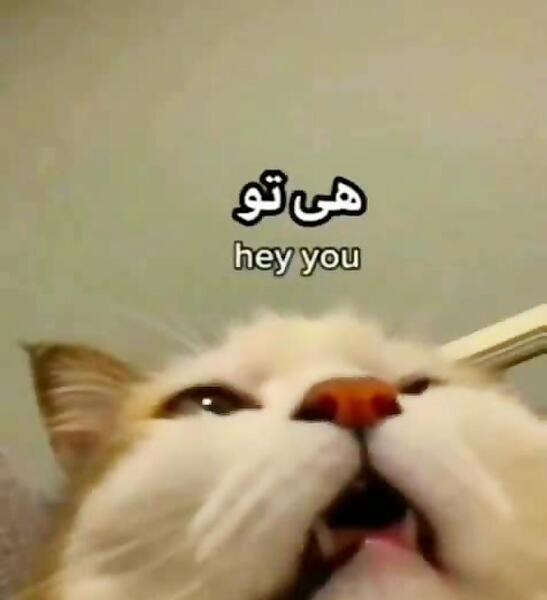 عکس گربه گرانج