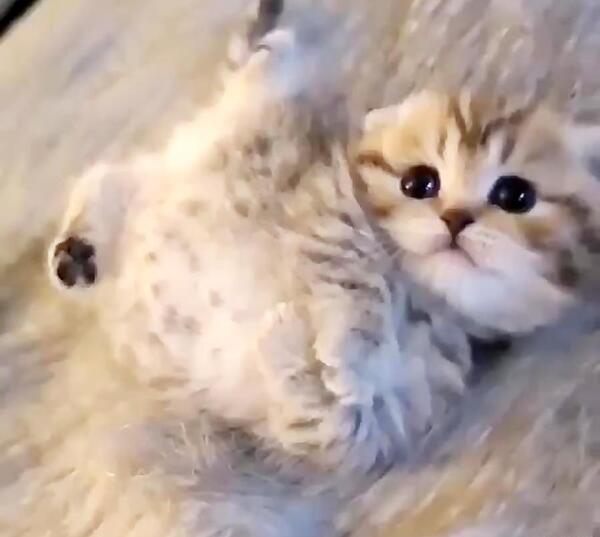 عکس گربه گرانج