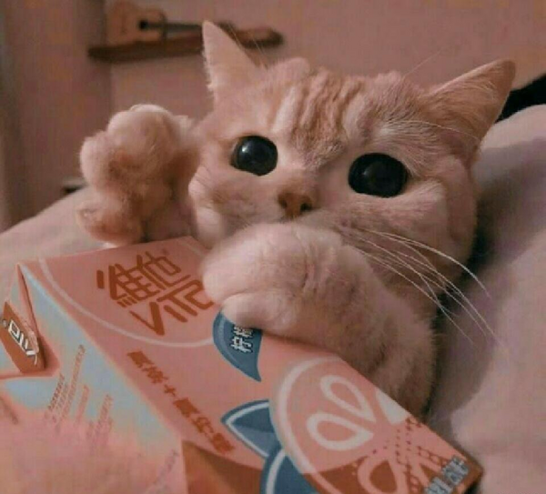 عکس گربه گرانج