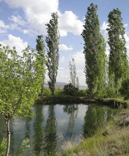 عکس از طبیعت جاسب