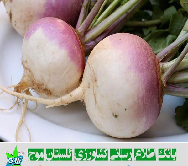 عکس کاشت شلغم