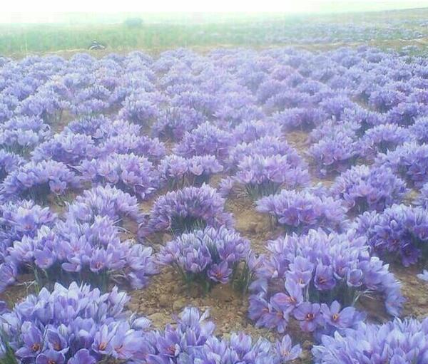عکس زعفران و پسته