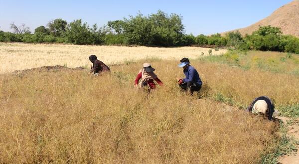 عکس کاشت زیره