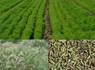 عکس کاشت زیره