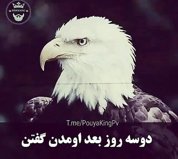 عکس عقاب تو قفس