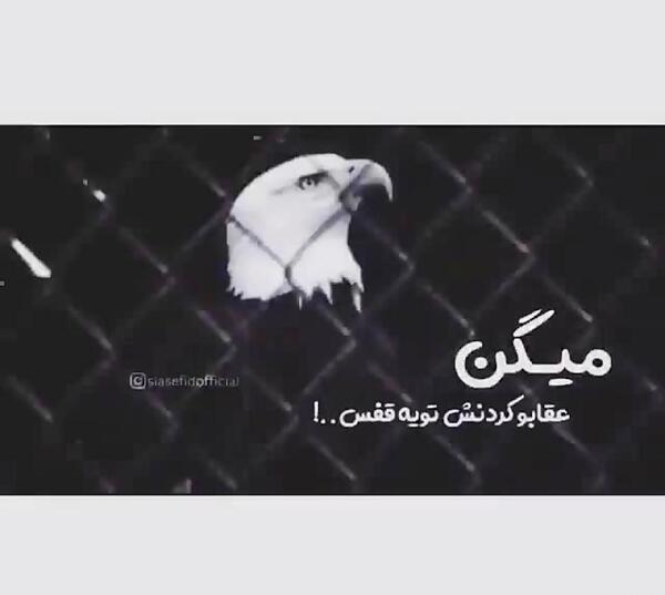 عکس عقاب تو قفس