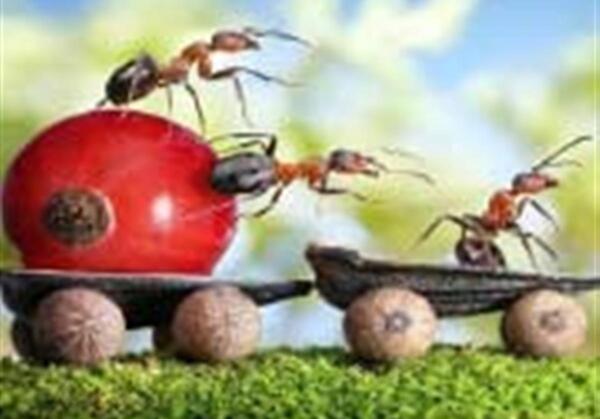 عکس واقعی صورت مورچه