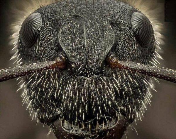 عکس واقعی صورت مورچه