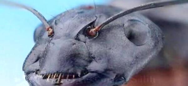 عکس واقعی صورت مورچه