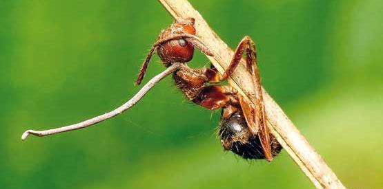 عکس واقعی صورت مورچه