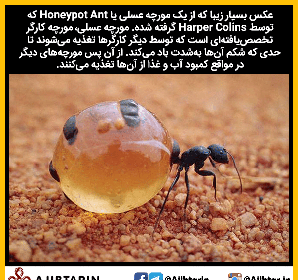 عکس واقعی صورت مورچه
