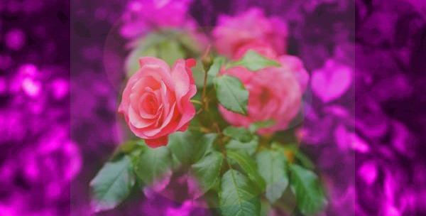 عکس گلهای زیبای بهاری برای پروفایل