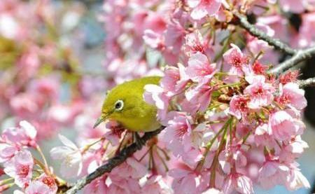 عکس گلهای زیبای بهاری برای پروفایل