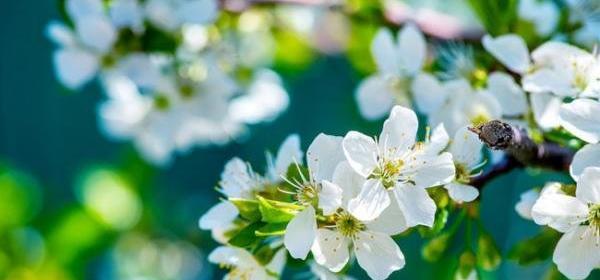 عکس گلهای زیبای بهاری برای پروفایل