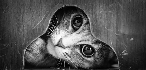 عکس سیاه و سفید از گربه
